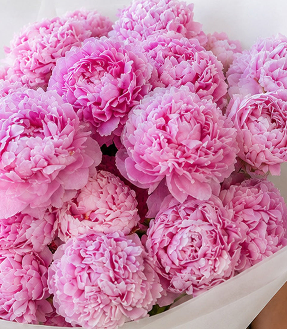 Lush bouquet of premium pink peonies, showcasing natural beauty with elegant layers,