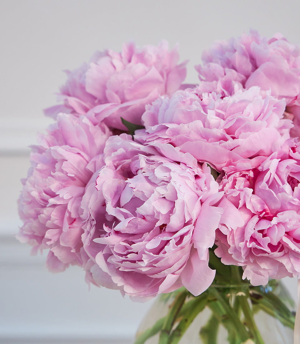 An elegant vase arrangement of lush pink peonies, showcasing their delicate petals. Perfect for
