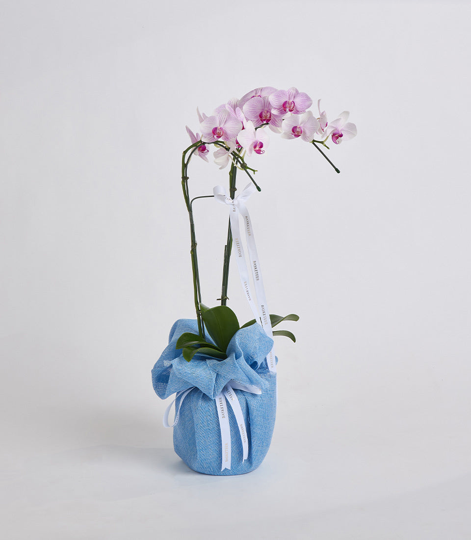 Pink orchid plant in blue fabric pot with white ribbon bow and care tag on white background.