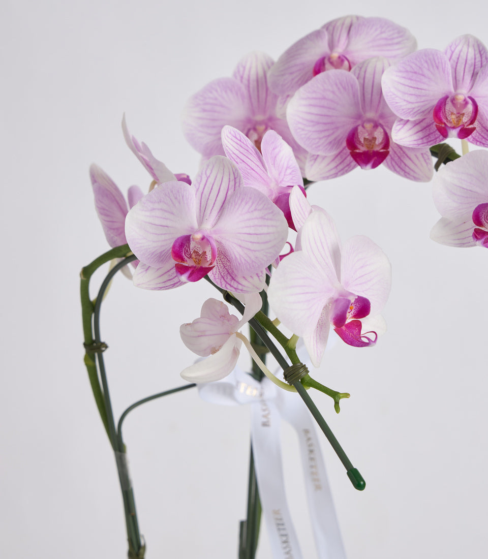 Pink and white orchids with magenta centers in a clear glass vase with white ribbon, against a white background.