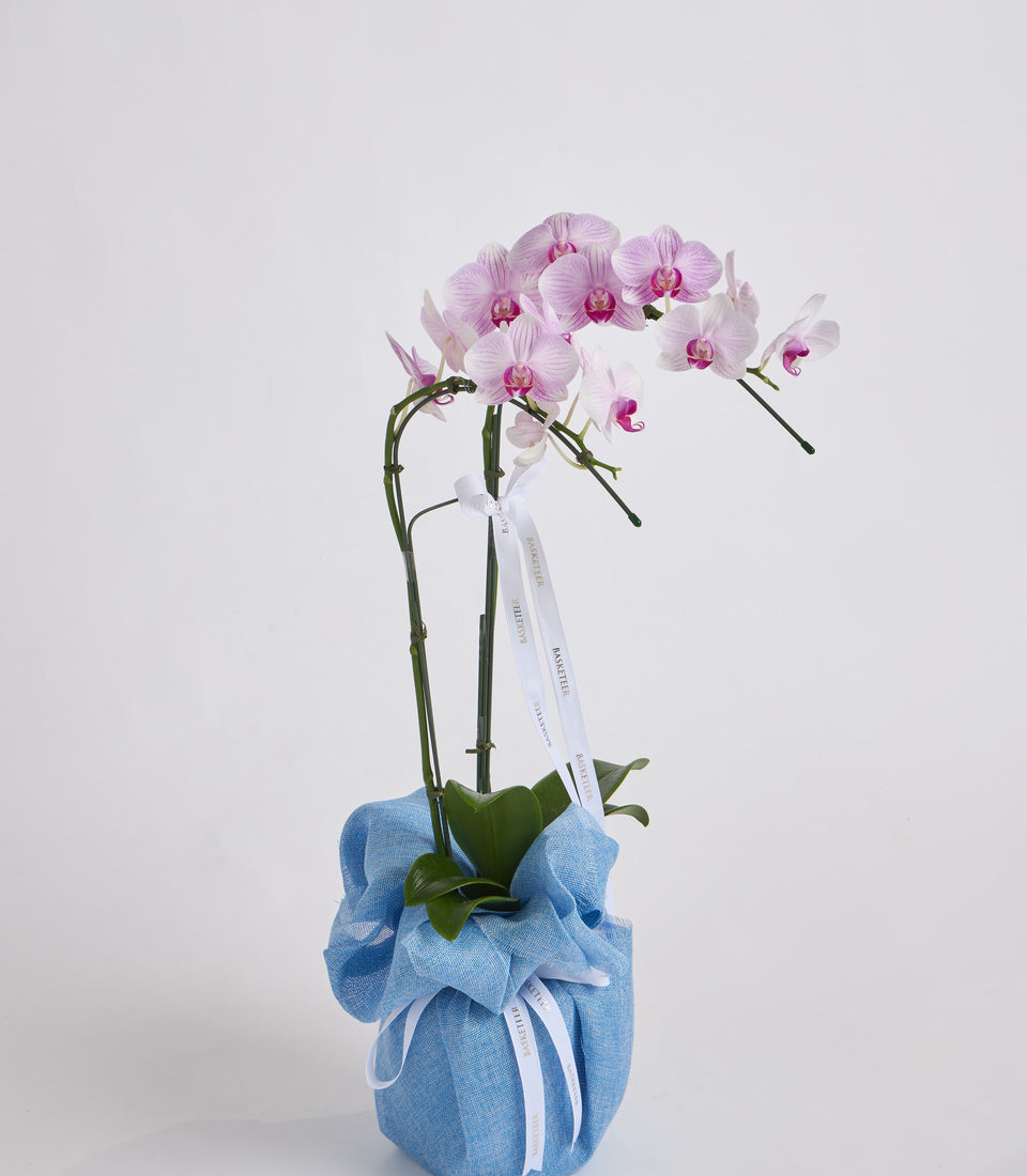 Pink and white orchids in a blue linen pot with white ribbon bow, elegant potted plant arrangement on white background.