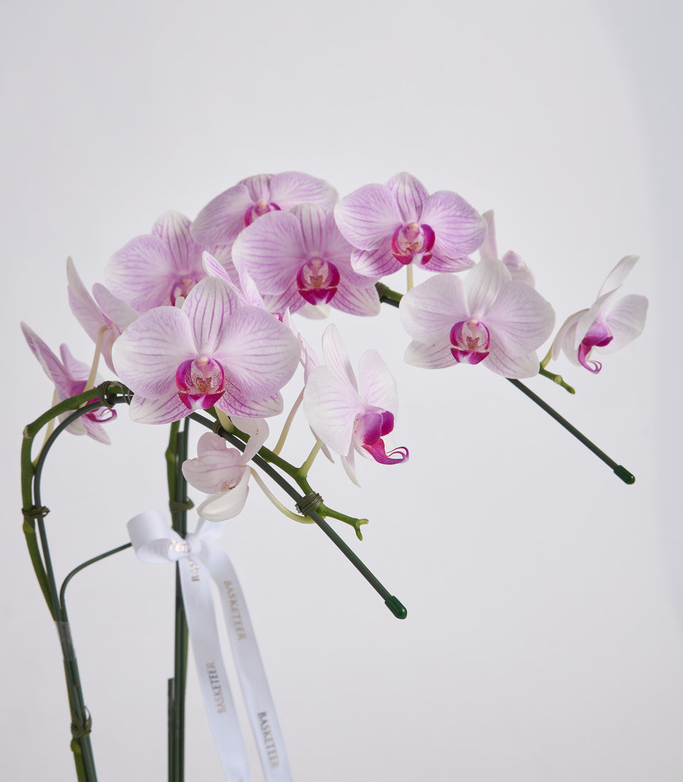Potted orchid plant with pale pink and white blooms featuring deep pink centers, green stems, and white ribbon bow against neutral background.