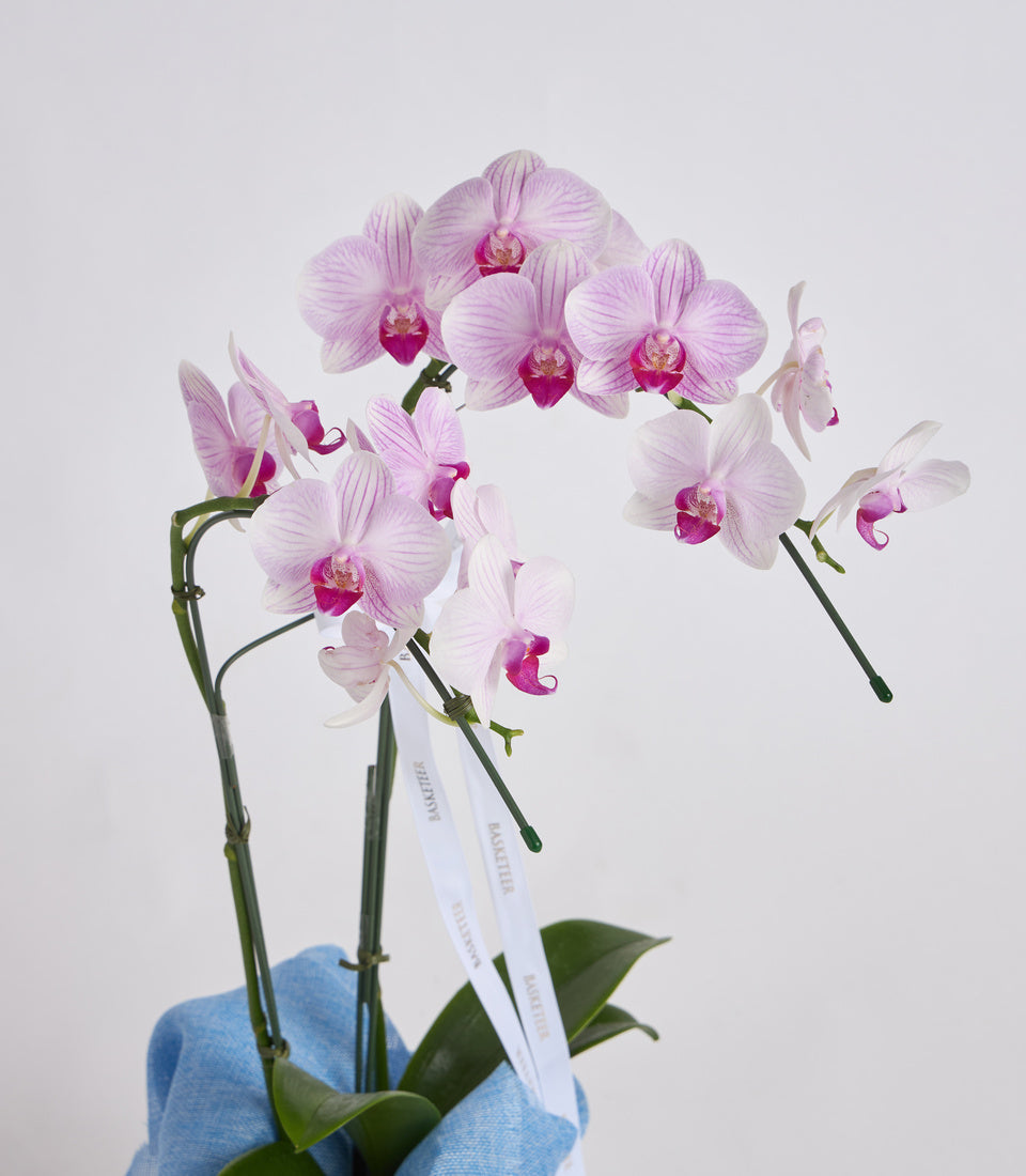 Pink and white orchid plant with magenta centers in blue pot with white ribbon tag, displayed against neutral background.