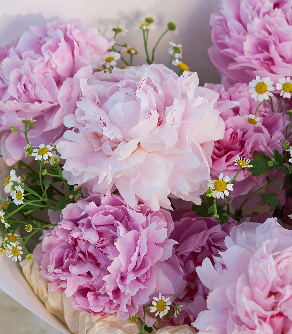 Luxurious bouquet of lush pink peonies and delicate white daisies, artfully arranged