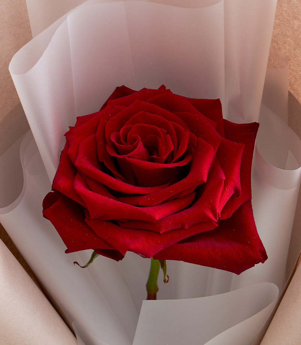 Luxurious single red rose, elegantly wrapped in translucent white and natural brown