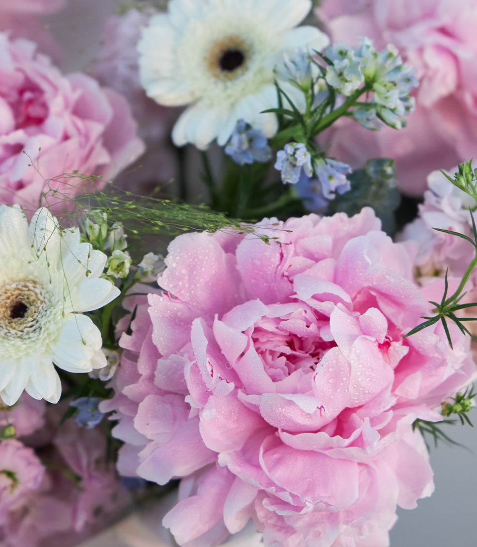 A romantic pastel pink peony bouquet with fresh white gerbera daisies and delicate blue