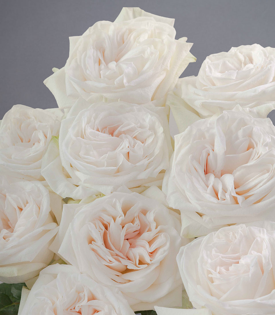 Grand White O'Hara Rose & Blue Hydrangea Vase