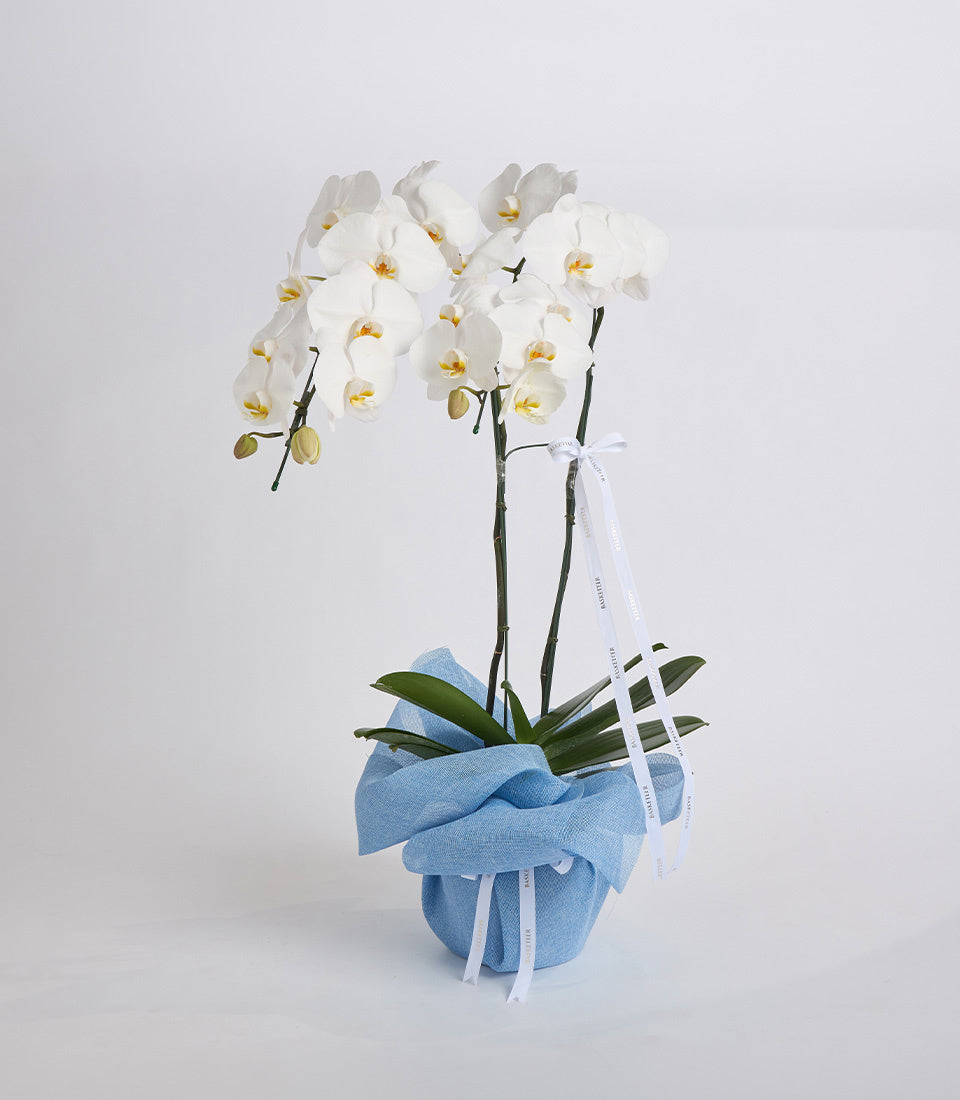 White orchids with yellow centers in a blue fabric-wrapped pot, tied with white ribbon on a light gray background.