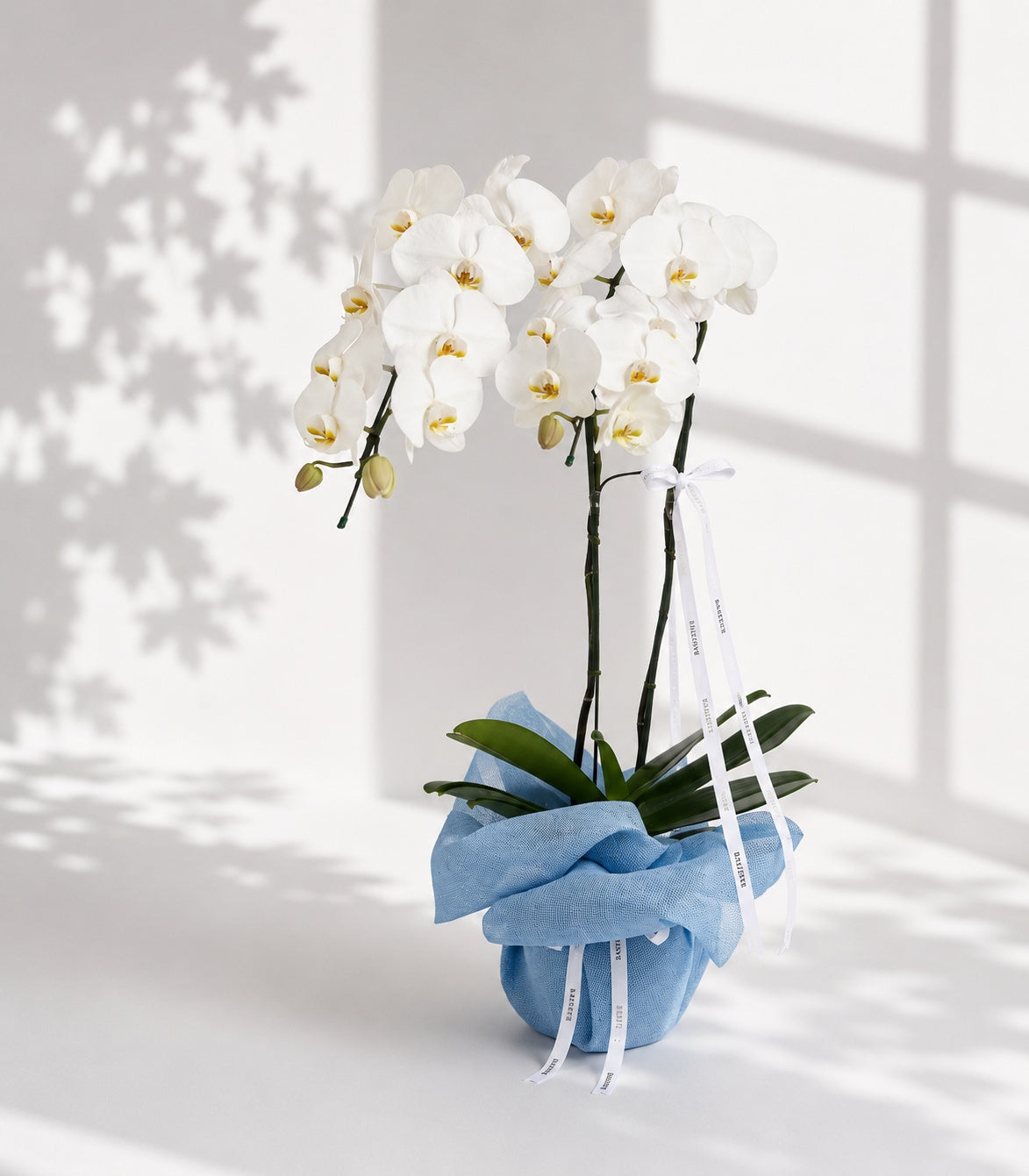 Elegant White Phalaenopsis Orchid Gift for Mum