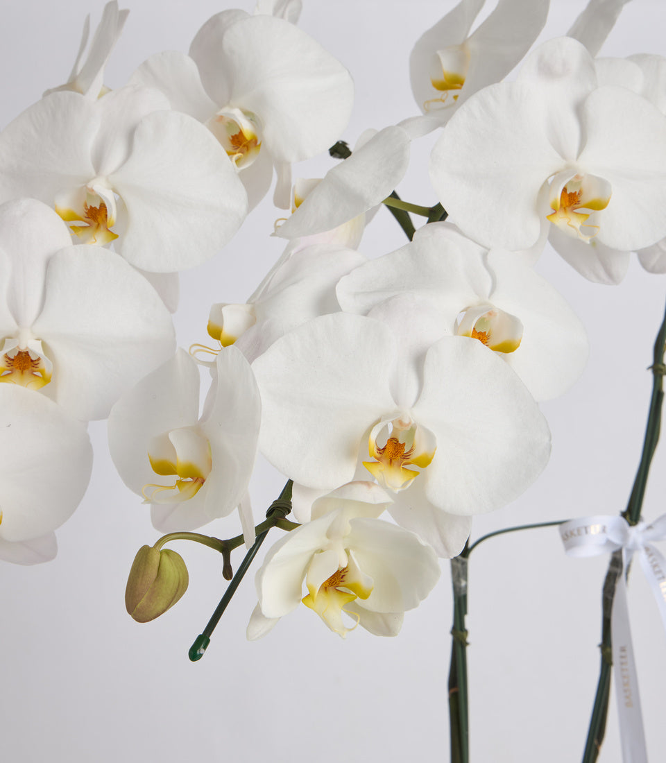 White orchids with yellow centers and green stems arranged in a cluster against a light background, featuring multiple blooms and one unopened bud.