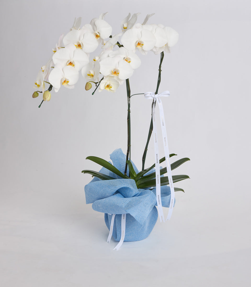 White orchids with golden centers in blue fabric pot wrapped with white ribbon, displayed against neutral background.