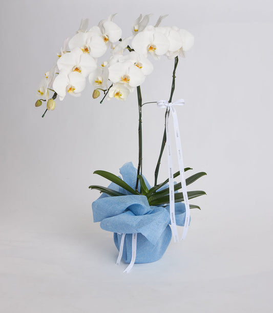 White orchids with golden centers in blue fabric pot wrapped with white ribbon, displayed against neutral background.