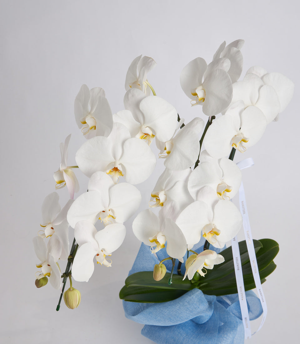 White orchids with yellow centers in a blue wrapped pot with green foliage and white ribbon bow against a light background.