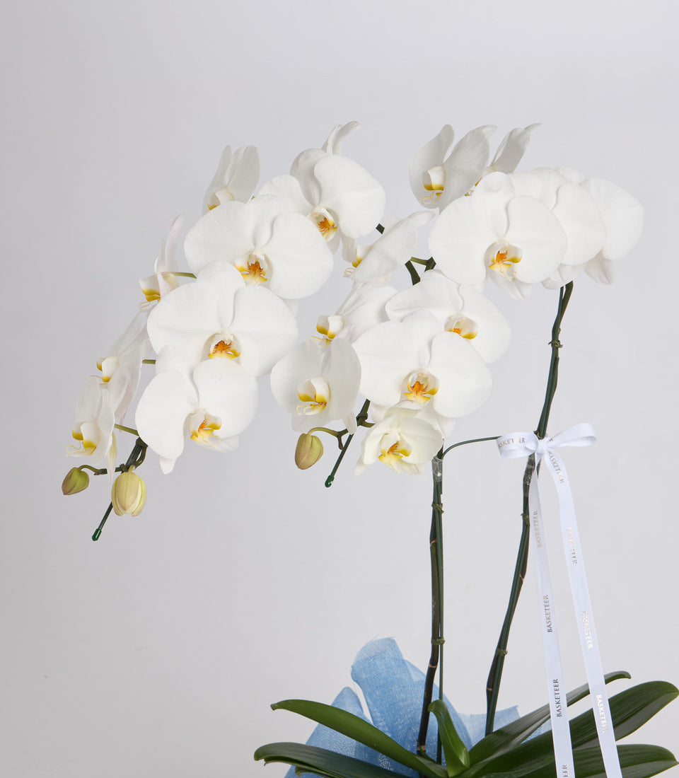 White orchid plant with multiple blooms and yellow centers, green stems and leaves, blue decorative pot wrap, white ribbon bow, against light background.
